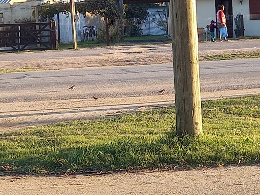 Carrito Del Parque